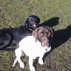 Gammel dansk hønsehund Tootsie