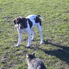 Gammel dansk hønsehund Tootsie
