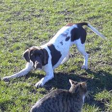 Gammel dansk hønsehund Tootsie