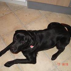 Labrador retriever bella