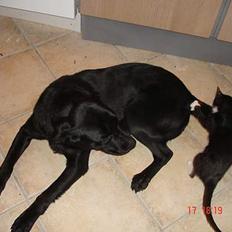 Labrador retriever bella