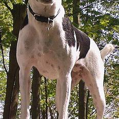 Dansk svensk gaardhund - Coco