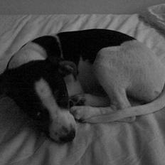 Dansk svensk gaardhund - Coco