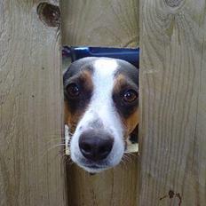 Dansk svensk gaardhund - Coco