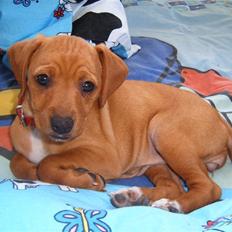 Blanding af racer Gucci