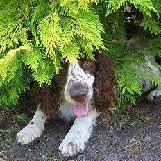 Engelsk springer spaniel Møffe
