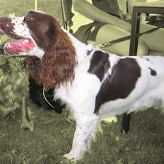 Engelsk springer spaniel Møffe