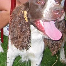 Engelsk springer spaniel Møffe