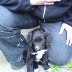 Blanding af racer Rocky