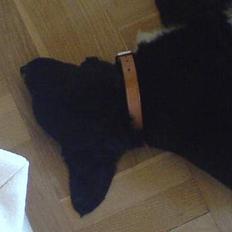 Blanding af racer Rocky