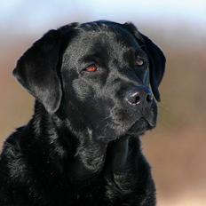 Labrador retriever KBHVV2017 Lotus. Hvil i fred, skønneste Tussemor