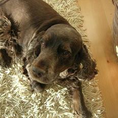 Cocker spaniel Coco