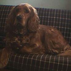 Cocker spaniel magnus