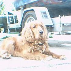 Cocker spaniel magnus