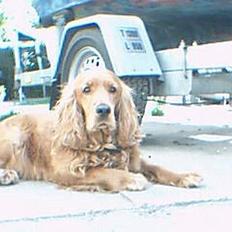 Cocker spaniel magnus