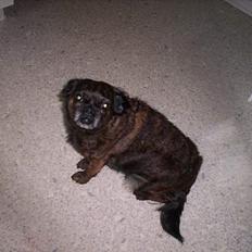 Blanding af racer Futte