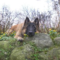 Belgisk hyrdehund Benisakura 