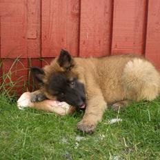 Belgisk hyrdehund Benisakura 