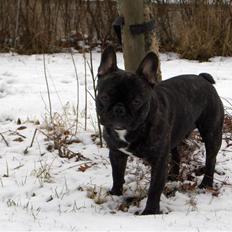 Fransk bulldog Gonzo