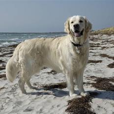 Golden retriever Mirco