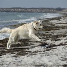 Golden retriever Mirco