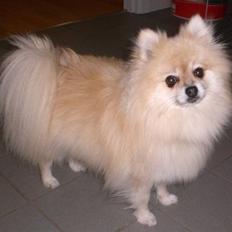 Pomeranian Gismo *R.I.P. 2016*