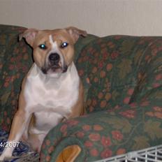 Amerikansk staffordshire terrier freya