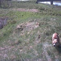 Amerikansk staffordshire terrier freya