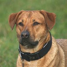 Blanding af racer Money *højt elsket himmelhund*