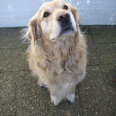 Golden retriever Basse