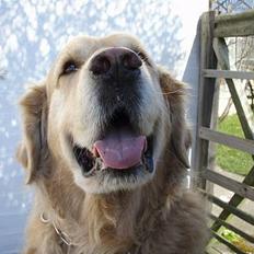 Golden retriever Basse