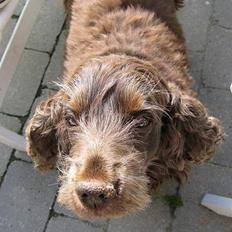 Cocker spaniel Coco