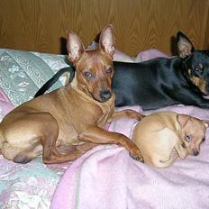 Dvaergpinscher Hubert