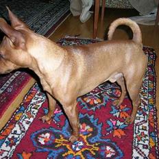 Dvaergpinscher Hubert