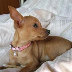 Prazsky krysarik Caramelka