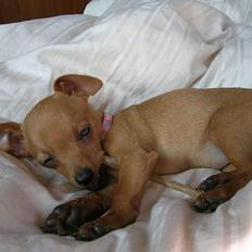 Prazsky krysarik Caramelka