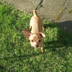 Prazsky krysarik Caramelka