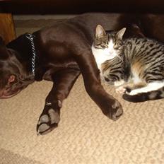Labrador retriever Boxi