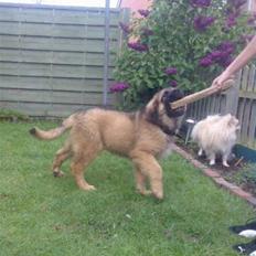 Leonberger Walther *RIP 2018*