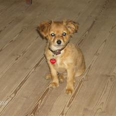 Blanding af racer molly