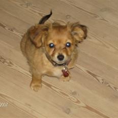 Blanding af racer molly