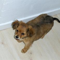 Blanding af racer molly