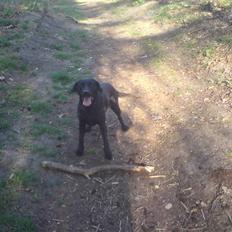 Labrador retriever Kinky