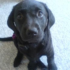 Labrador retriever Kinky