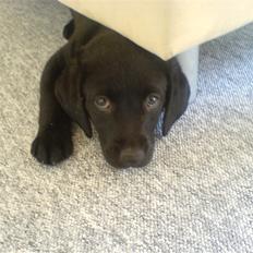 Labrador retriever Kinky