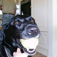 Labrador retriever (¯`v´¯)LAIKA(¯`v´¯)