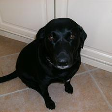 Labrador retriever (¯`v´¯)LAIKA(¯`v´¯)