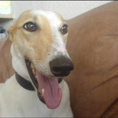 Greyhound Dead Nettle *2008*