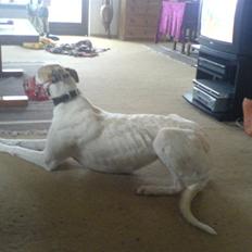 Greyhound Dead Nettle *2008*