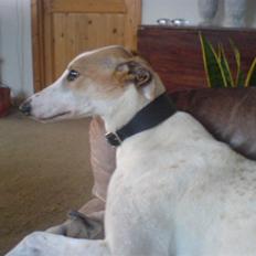 Greyhound Dead Nettle *2008*